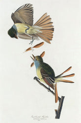 Great Crested Flycatcher Bird Print 