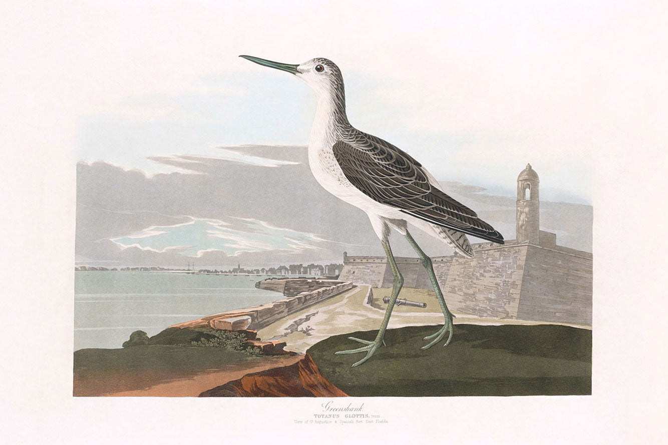 Great Esquimaux Curlew Bird Print 