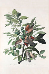 Ground Dove Bird Print 