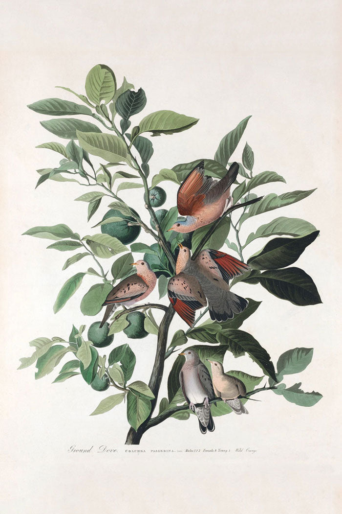 Ground Dove Bird Print 