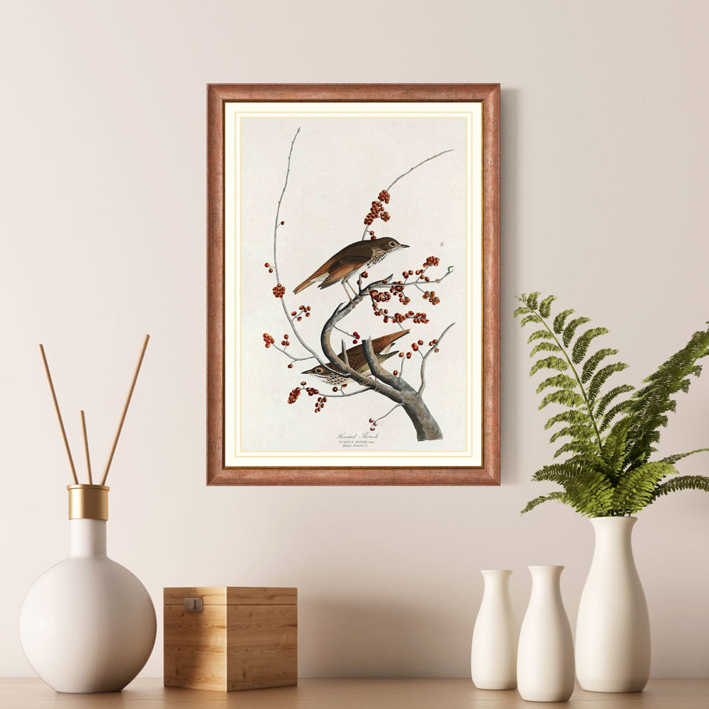 Hermit Thrush Bird Print 