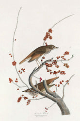 Hermit Thrush Bird Print 