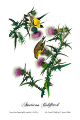 Yellow Bird Or American Goldfinch Print 
