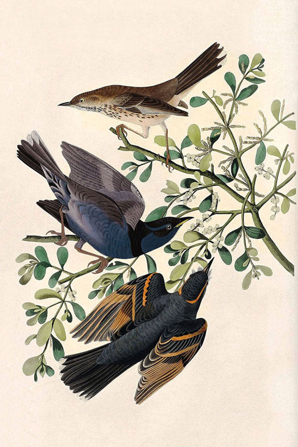 Mountain Mocking-Bird And Varied Thrush Print 