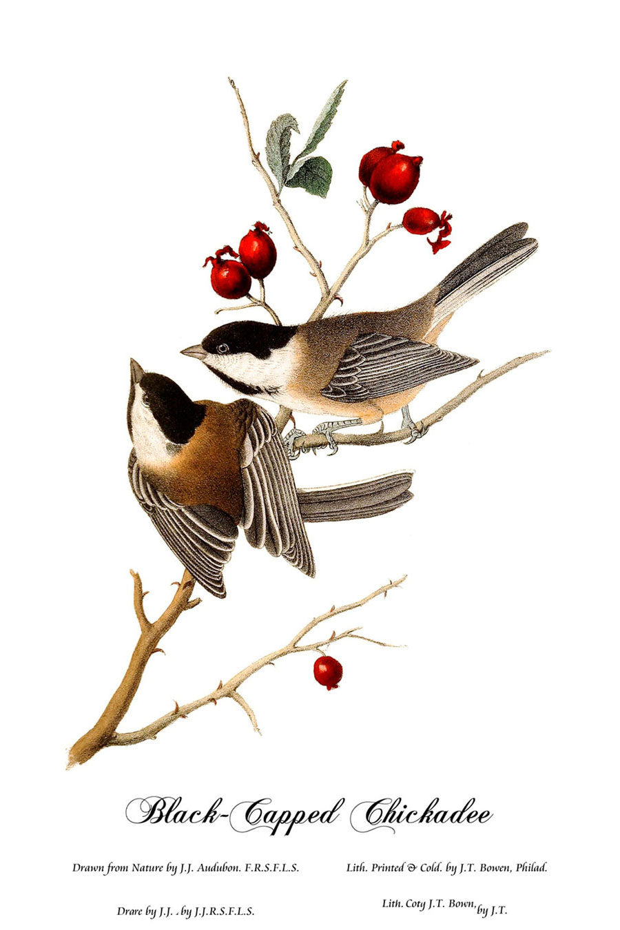 Black-Capped Chickadee Acrylic Print 