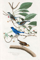 Indigo Bird Print 