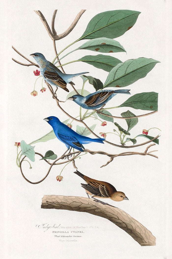 Indigo Bird Print 