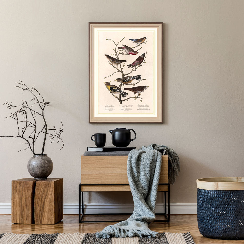Lazuli Finch Bird Print 