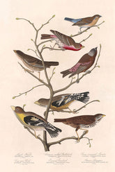 Lazuli Finch Bird Print 