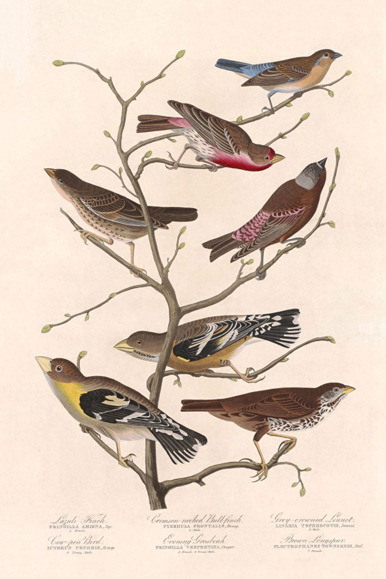 Lazuli Finch Bird Print 