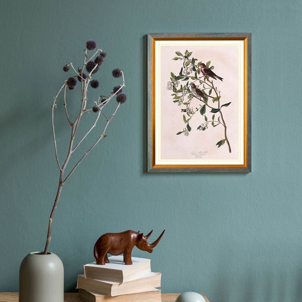 Lesser Red-Poll Bird Print 