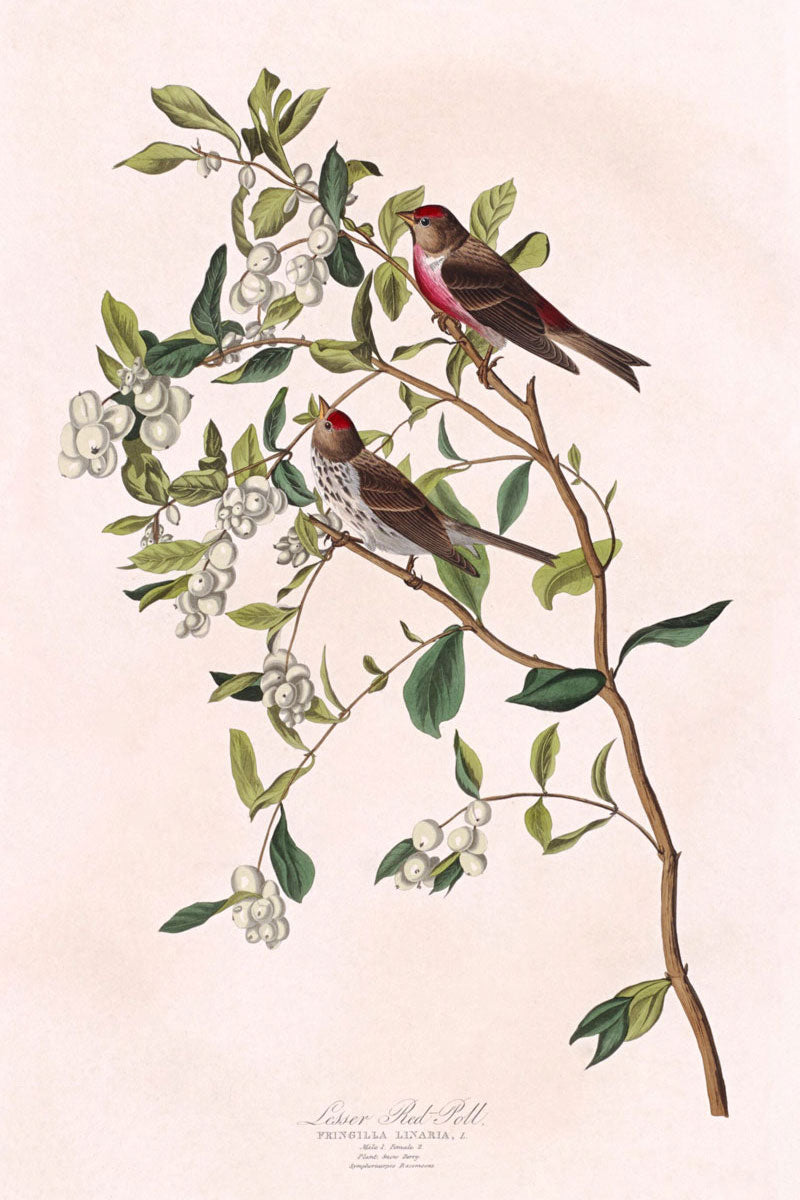 Lesser Red-Poll Bird Print 