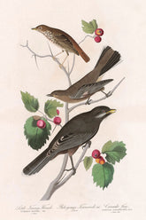 Little Tawny Thrush Bird Print 