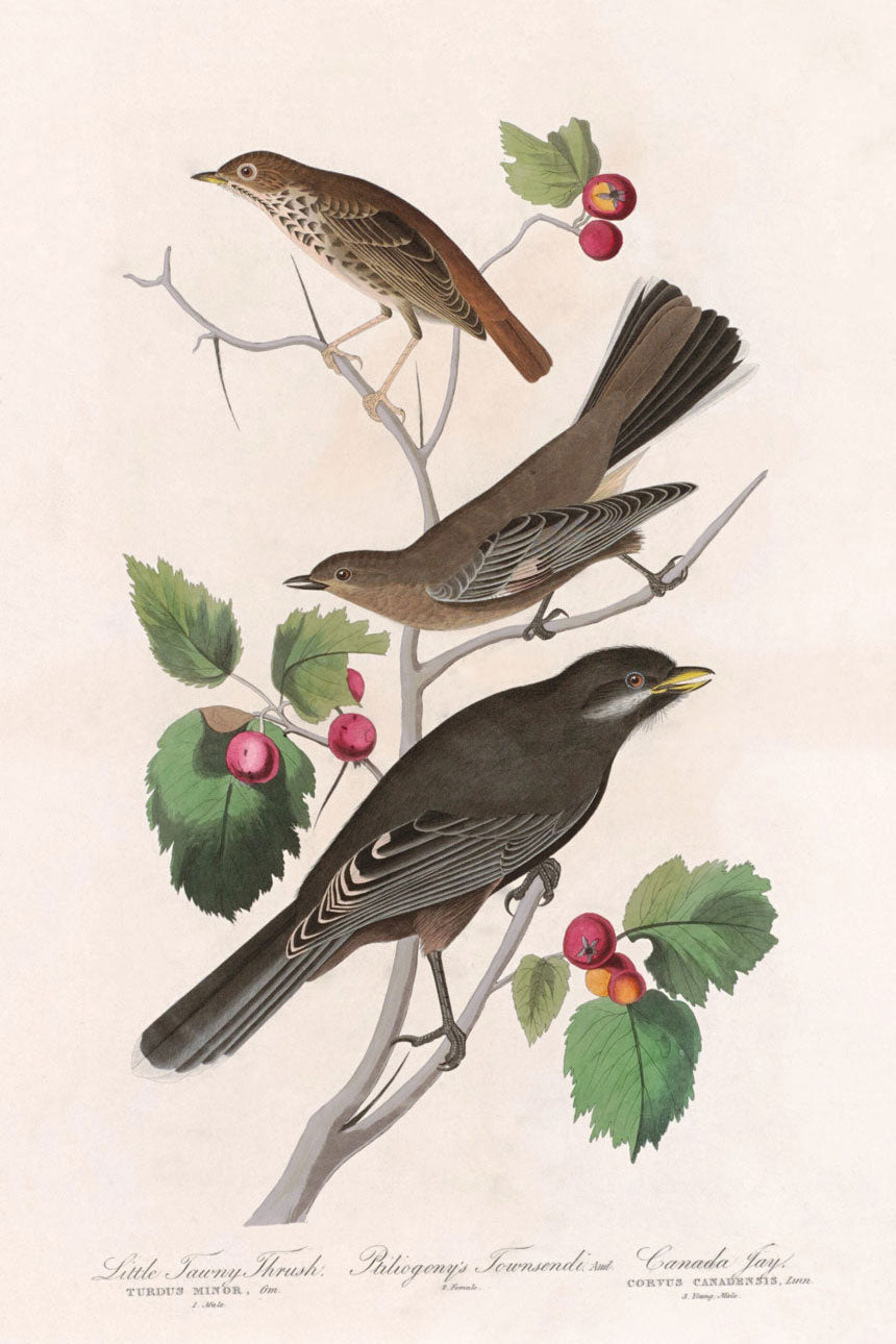 Little Tawny Thrush Bird Print 