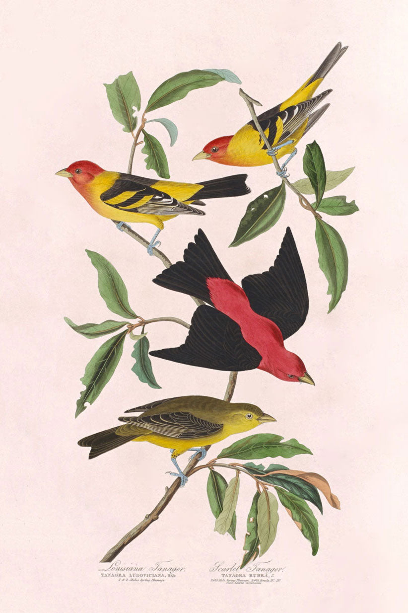 Louisiana Tanager And Scarlet Tanager Bird Print 