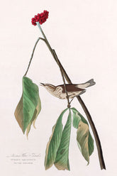 Louisiana Water Thrush Bird Print 