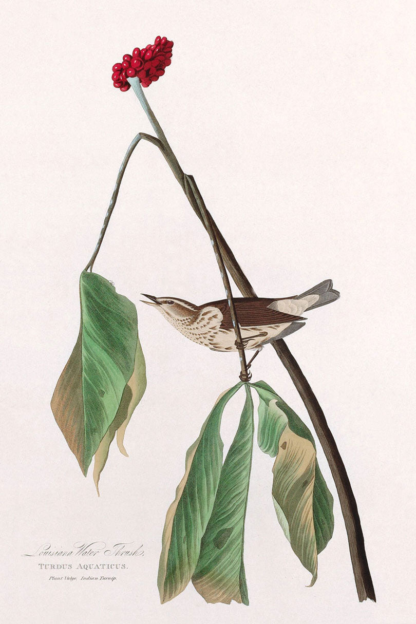 Louisiana Water Thrush Bird Print 