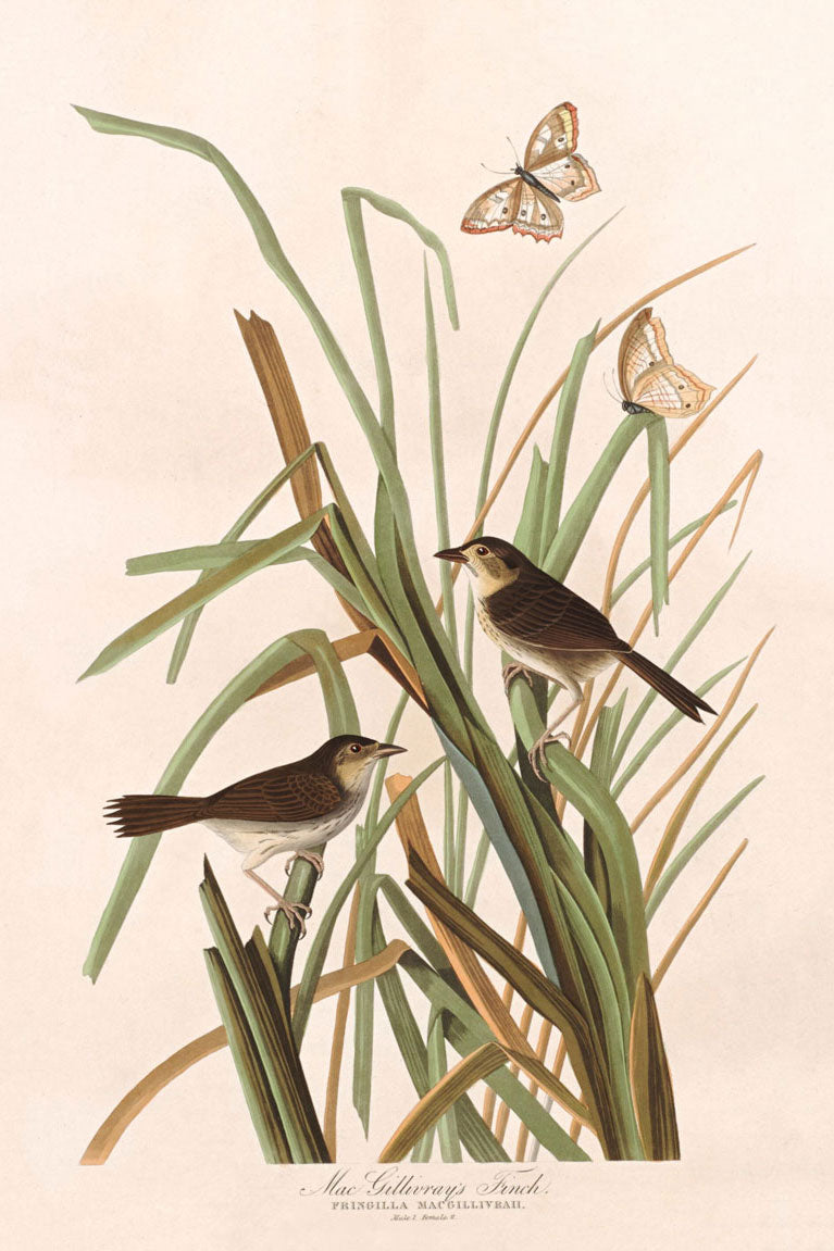 Macgillivray'S Finch Bird Print 