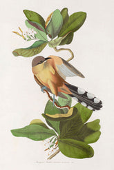 Mangrove Cuckoo Bird Print 
