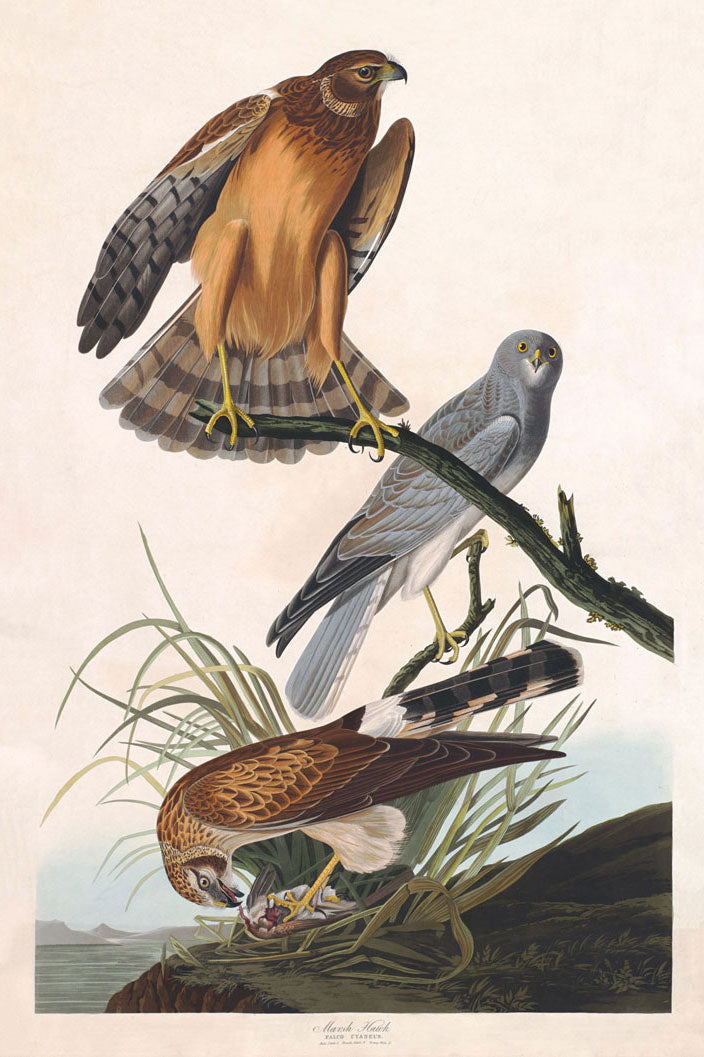 Marsh Hawk Bird Print 