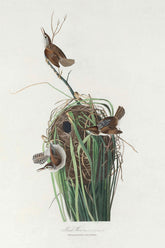 Marsh Wren Bird Print 