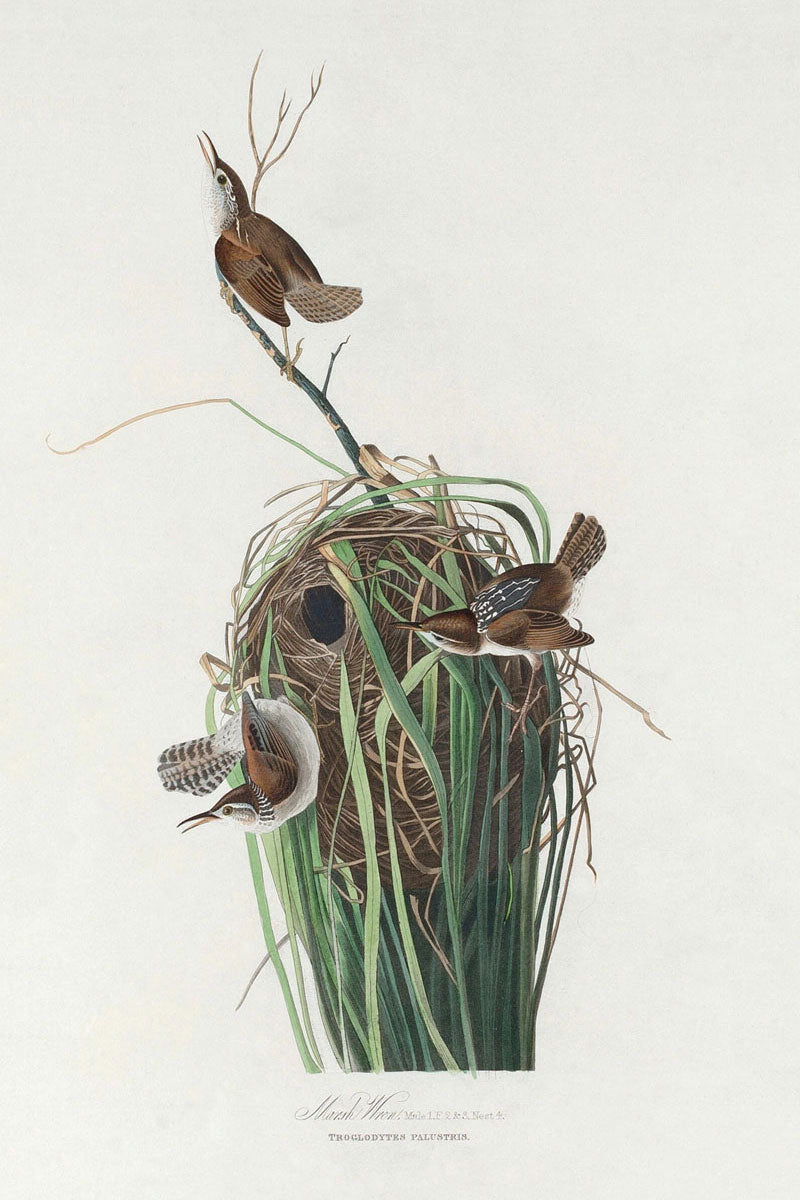 Marsh Wren Bird Print 