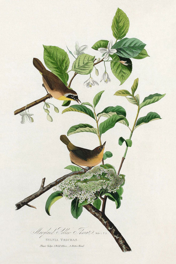 Maryland Yellow Throat Bird Print 