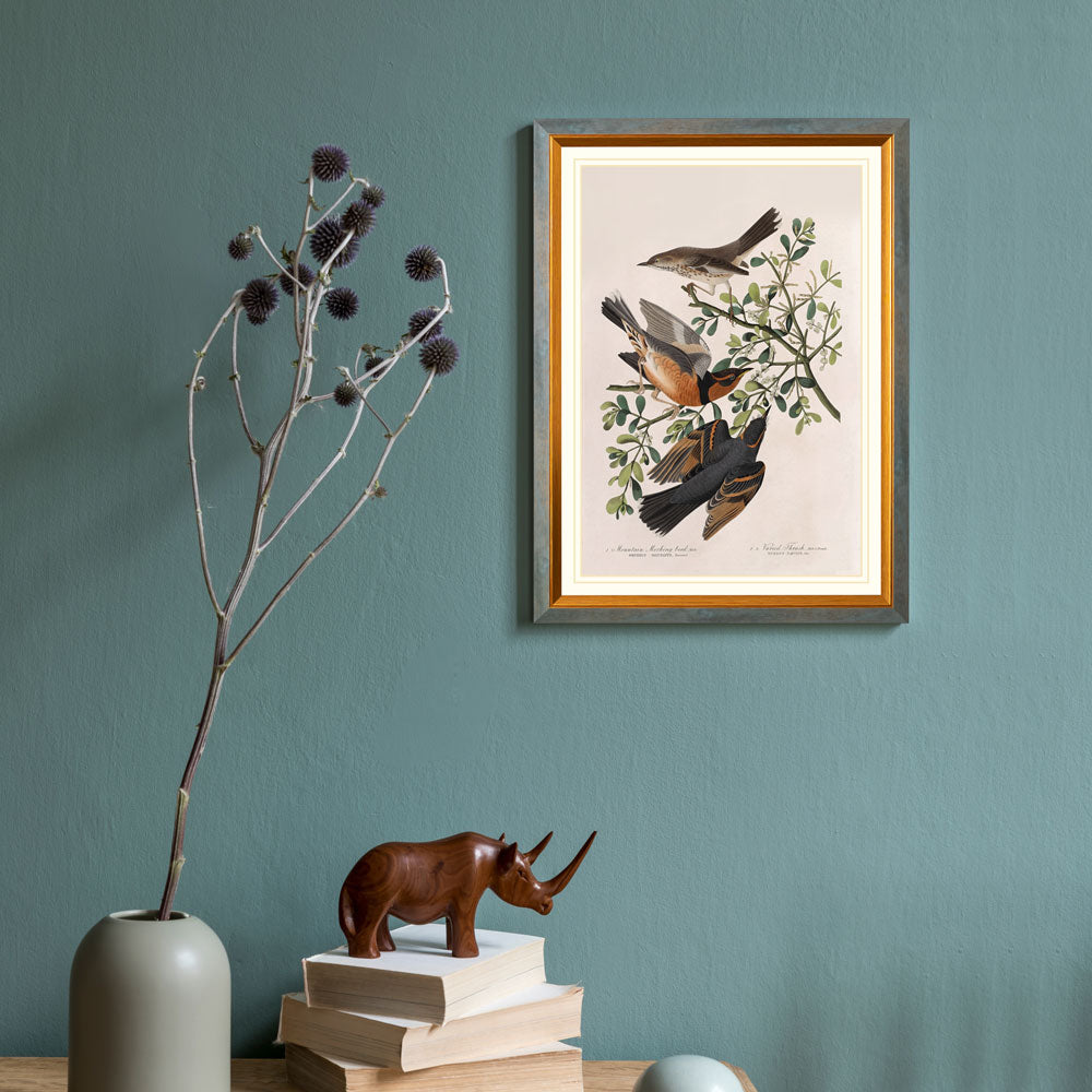 Mountain Mocking-Bird And Varied Thrush Bird Print 