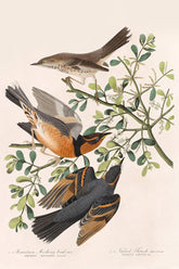 Mountain Mocking-Bird And Varied Thrush Bird Print 