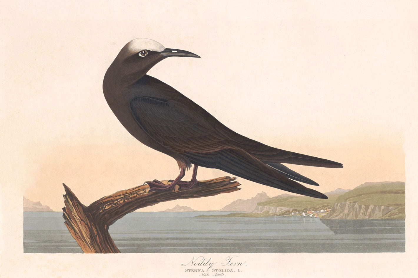 Noddy Tern Bird Print 