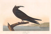 Noddy Tern Bird Print 