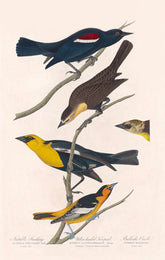 Nuttall'S Starling, Yellow-Headed Troopial And Bullock'S Oriole Bird Print 