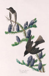 Olive Sided Flycatcher Bird Print 