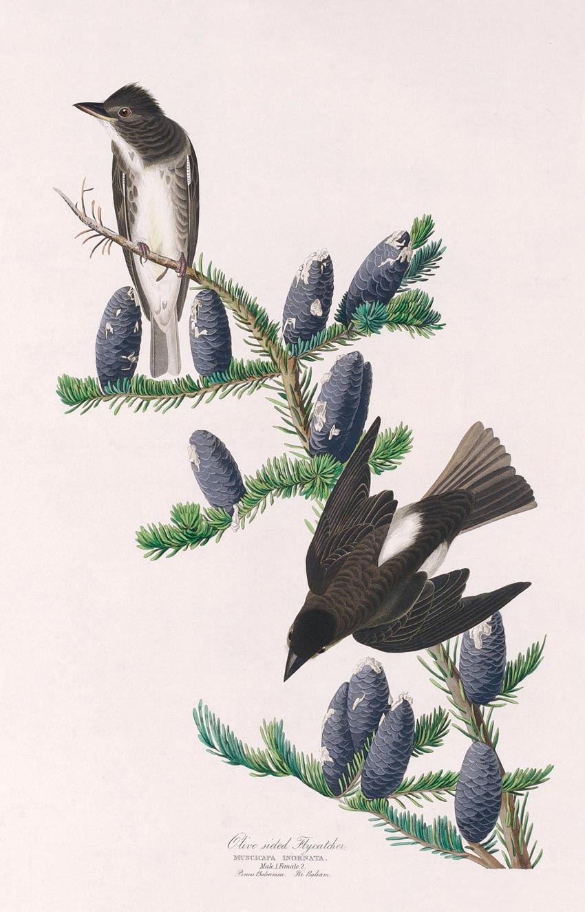 Olive Sided Flycatcher Bird Print 
