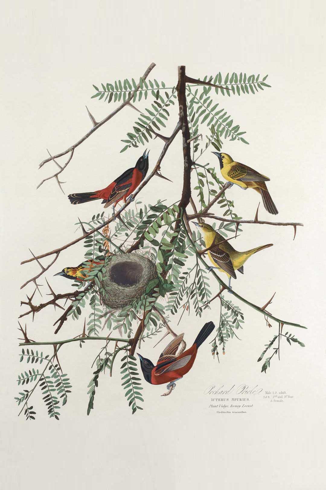 Orchard Oriole Bird Print 