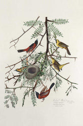 Orchard Oriole Bird Print 