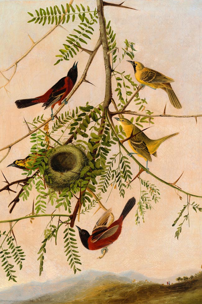 Orchard Oriole Bird Print 