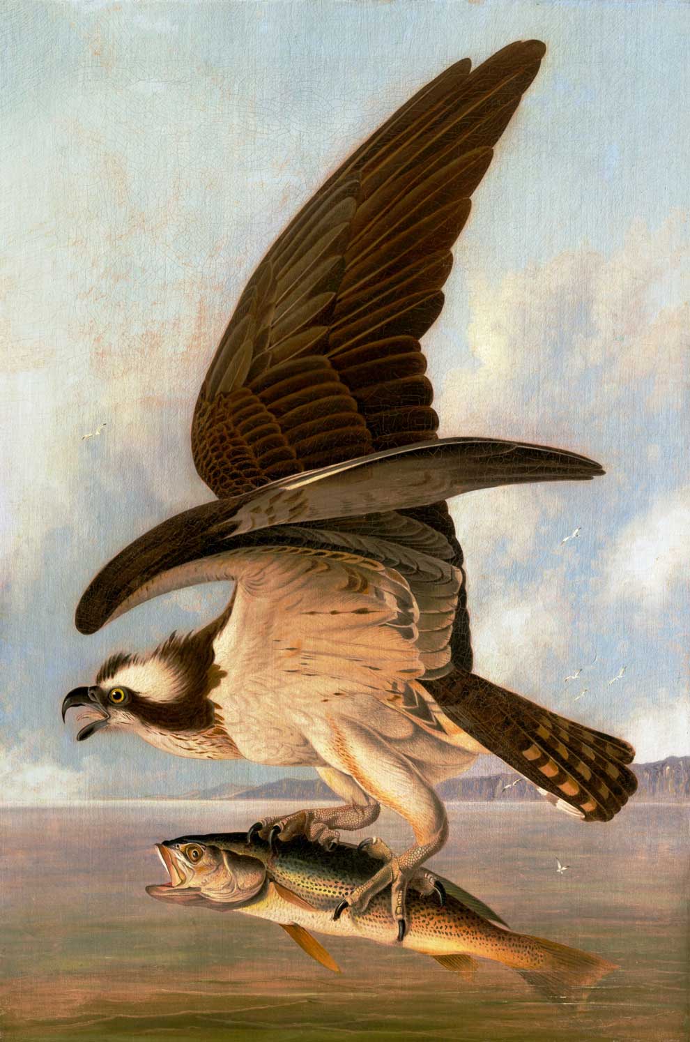 Osprey And Weakfish Bird Print 