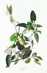 Palm Warbler Bird Print 