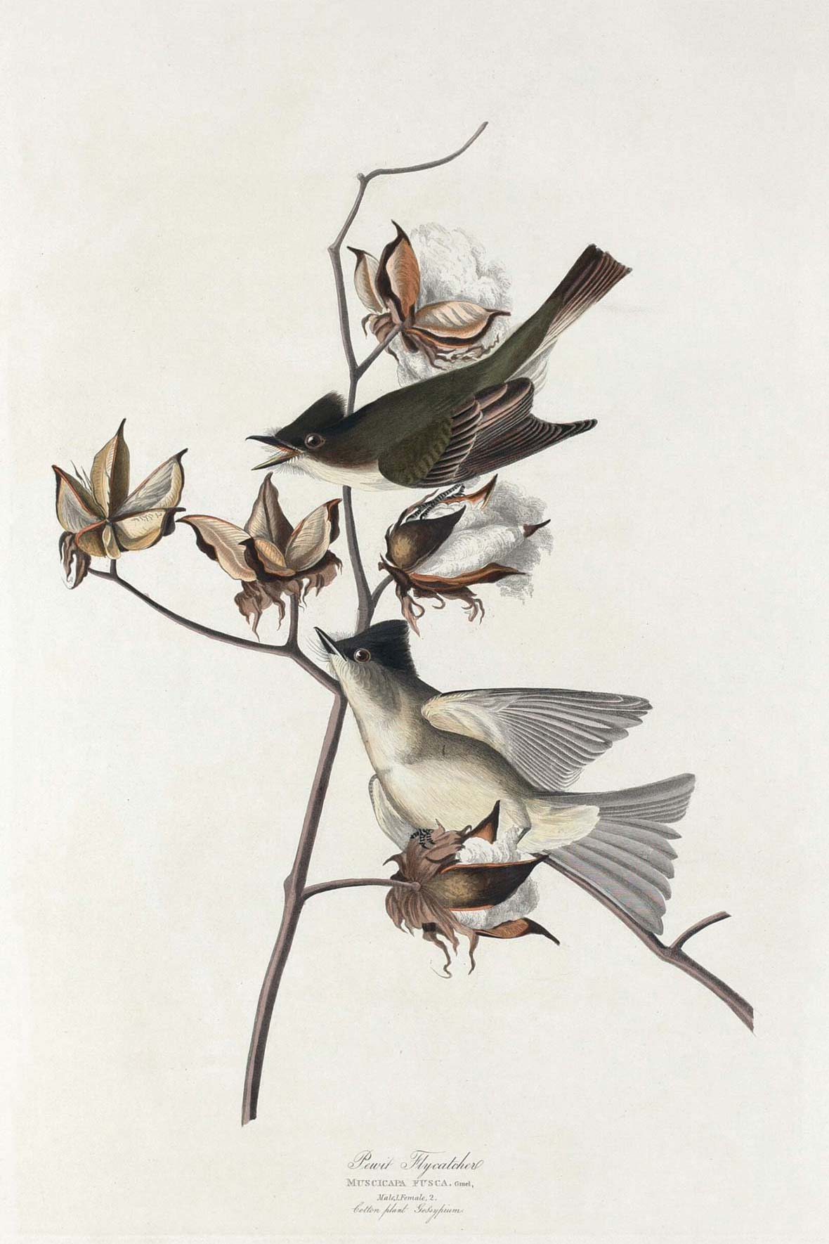 Pewit Flycatcher Bird Print 