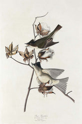 Pewit Flycatcher Bird Print 
