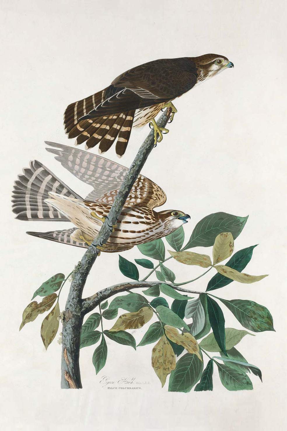 Pigeon Hawk Bird Print 