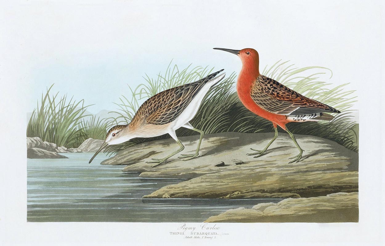 Pigmy Curlew Bird Print 