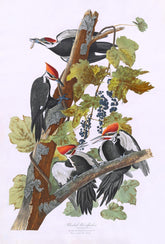 Pileated Woodpecker Bird Print 