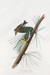 Pine Creeping Warbler Bird Print 