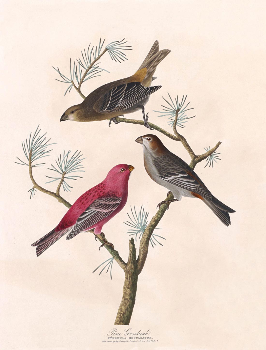 Pine Grosbeak Bird Print 