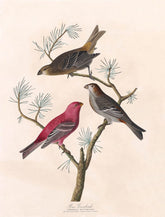 Pine Grosbeak Bird Print 