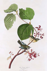 Pine Swamp Warbler Bird Print 