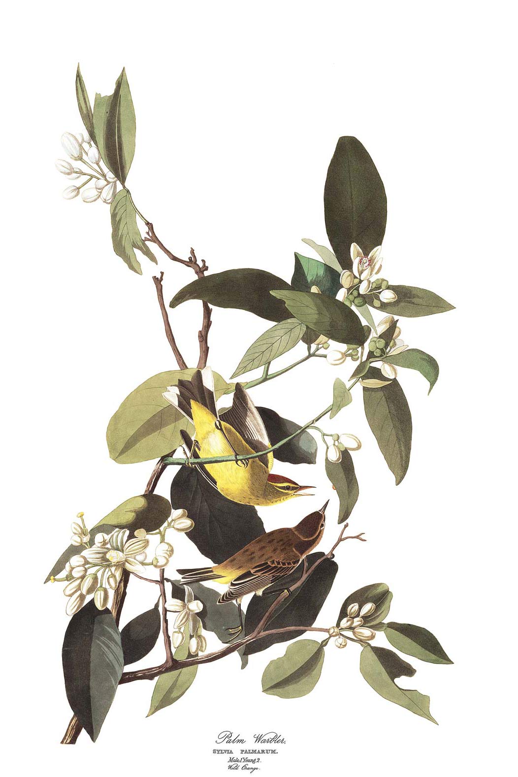 Palm Warbler Bird Print 