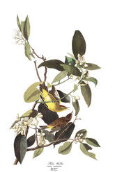 Palm Warbler Bird Print 